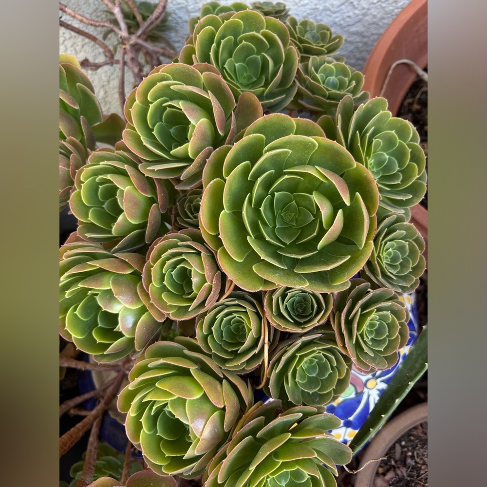 aeonium arboreum succulent plant